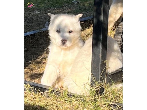 Sağlıklı Beyaz Husky Yavruları – Oyun Sever Mavi Gözlü Arkadaşlar