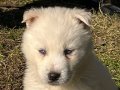 Kar Beyazı Renkli Göz Genetiğine Sahip Safkan Husky Yavruları