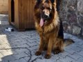 Şecereli safkan anne babadan safkan yavrular