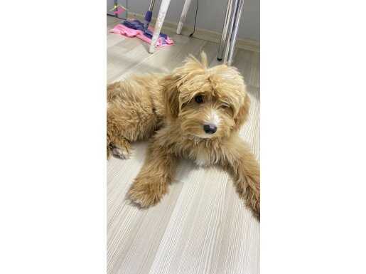 Uysal ve Sakin Maltipoo: Tüm Eşyalarıyla Yeni Yuvasını Bekliyor