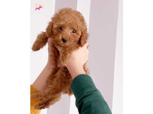 Ankara Etimesgut İpeksi Tüylü 2,5 Aylık Toy Poodle Yavrusu