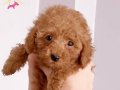 Ankara Etimesgut İpeksi Tüylü 2,5 Aylık Toy Poodle Yavrusu