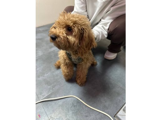 6 aylık yavru akıllı eğitimli 