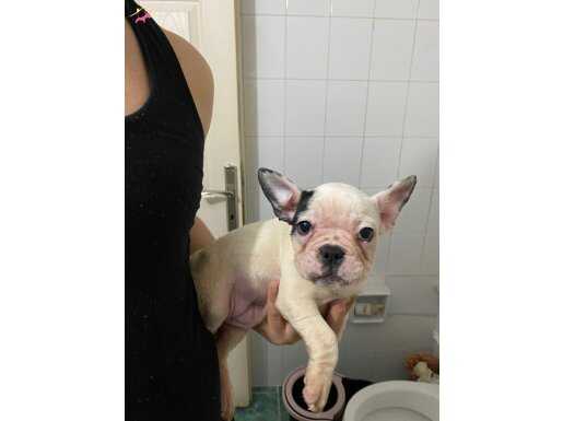Aile Ortamına Uygun Safkan French Bulldog Yavruları