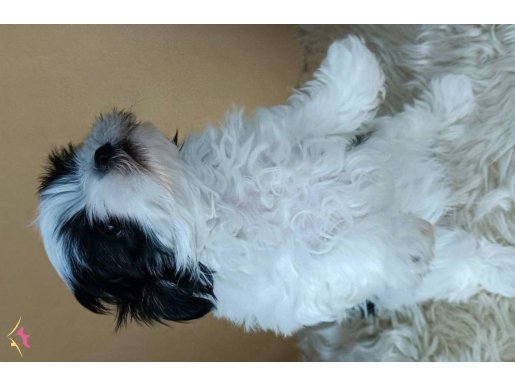 Teacup dişi maltipoo