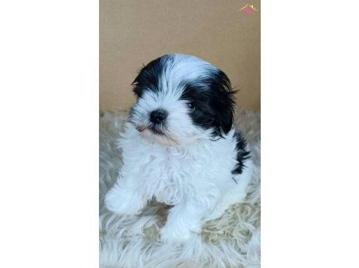 Dişi teacup maltipoo yavrumuz