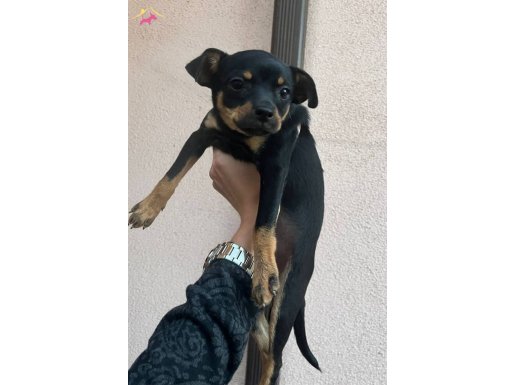 7 Aylık Dişi Minyatür Pinscher | Sosyal ve Formda Pinçır