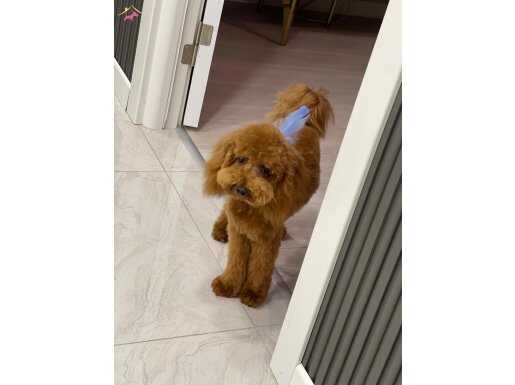 Tuvalet Eğitimli Uysal ve Oyuncu Toy Poodle