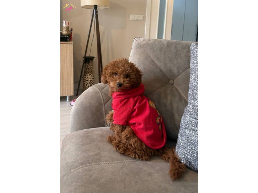 4 Aylık Oyuncak Poodle Kızımız Yeni Yuvasını Bekliyor