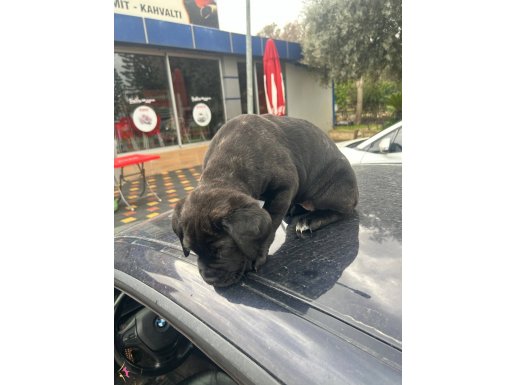 2 aylık minik kızımız 