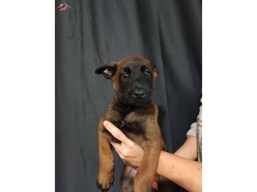 BELÇİKA MALİNOİS YAVRULARI