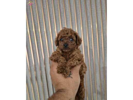 Saf kan kore poddle bebekler