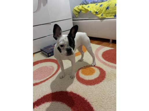 6 AYLIK DIŞI FRENCH BULLDOG
