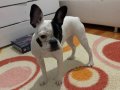 6 AYLIK DIŞI FRENCH BULLDOG