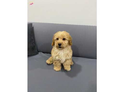 Kocaeli İzmit’te 2.5 Aylık Kıvırcık Tüy Yapılı Erkek Maltipoo