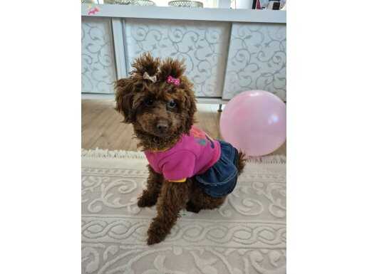 1 yaşındaki kızımıza yuva arıyoruz