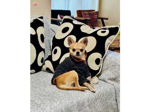 0 Numara 1.300 Gram Safkan Chihuahua Aren