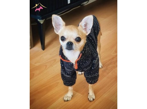 Sıfır Numara Safkan Chihuahua | 1300 Gram Mikro Boy Şivava