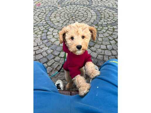 Maltipo erkek 3 aylık tüm aşıları tam 