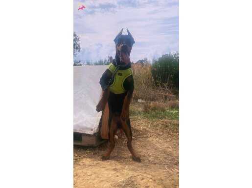 Satılık Estetik Doberman Yavrusu