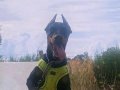 Satılık Estetik Doberman Yavrusu