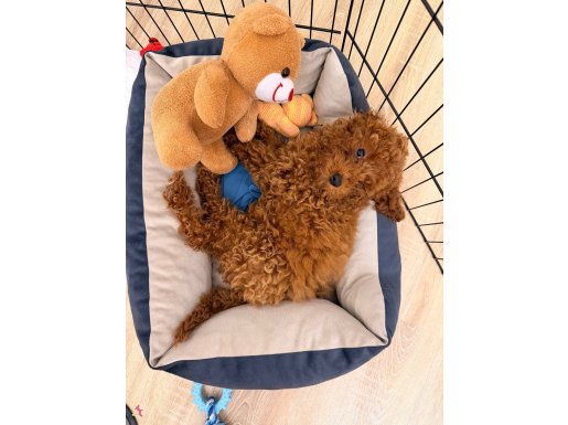 Sevgi dolu minik kalp yeni yuvasını arıyor 