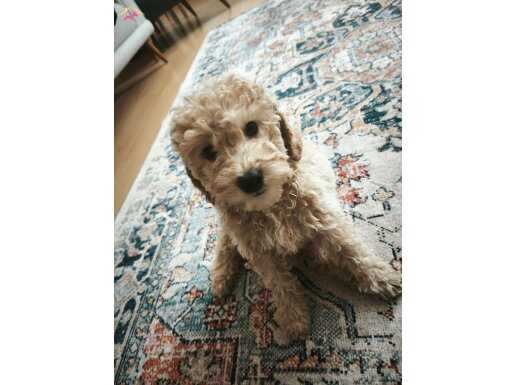 Ayrılmaz İkizler Toy Poodle Kardeşler Komut Almaya Hazır