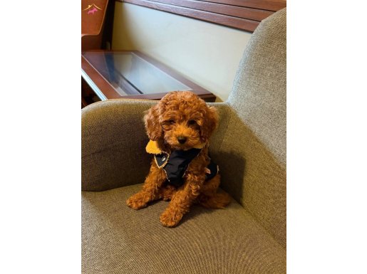 Oyuncak Ayı Suratlı Toy Poodle Cookie İçin Yeni Yuva