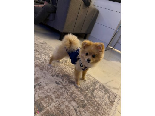8 Aylık Oyuncu Pomeranian Boo | Tuvalet Eğitimi Hazır Evcil Dostu
