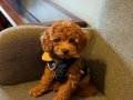 Oyuncak Ayı Suratlı Toy Poodle Cookie İçin Yeni Yuva
