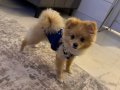8 Aylık Oyuncu Pomeranian Boo | Tuvalet Eğitimi Hazır Evcil Dostu