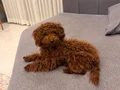 Çok sevimli ve çok akıllıyım :)