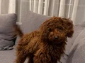Çok sevimli ve çok akıllıyım :)