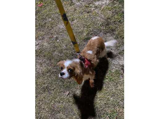 Zippo'ya Sevgi Dolu Yuvasını Arıyoruz.