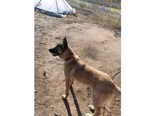 7 Aylık Komut Dinleyen Eğitimli Belçika Malinois Yavrusu