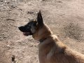 7 Aylık Komut Dinleyen Eğitimli Belçika Malinois Yavrusu