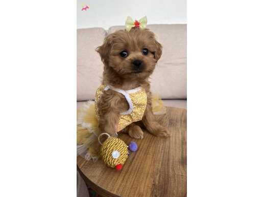 2 Buçuk aylık dişi yavru 