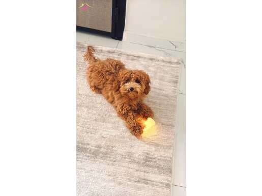 Tüm Aşıları Tam Eğitimli 10 Aylık Dişi Toy Poodle Kuki
