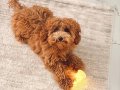 Tüm Aşıları Tam Eğitimli 10 Aylık Dişi Toy Poodle Kuki