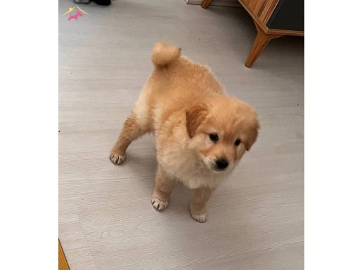 2 AYLIK AŞILARI TAM JUMBO GOLDENN!!