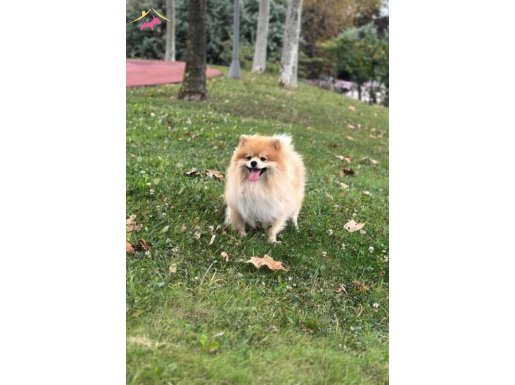 Eğitimli 18 aylık Pomeranian Boo