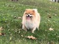 Eğitimli 18 aylık Pomeranian Boo