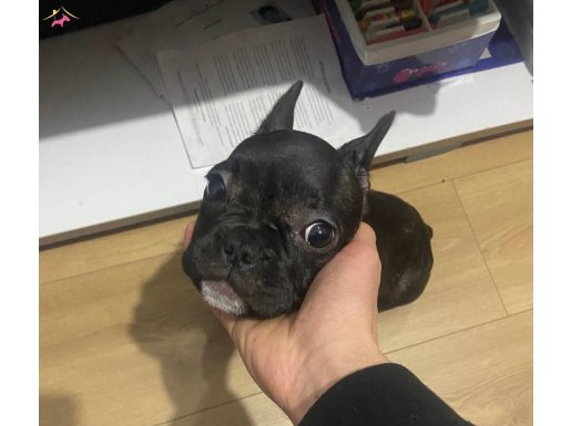 French Bulldog Dişi 2 ay 15 günlük