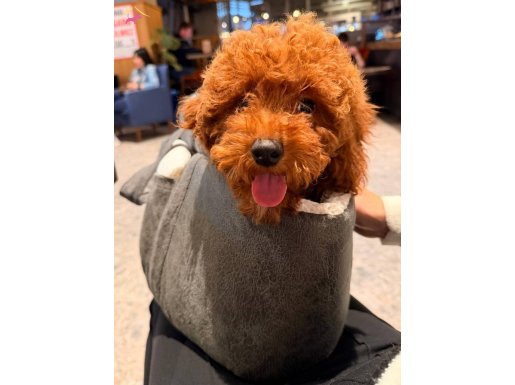 Sevimli yavrumuz yuva arıyor