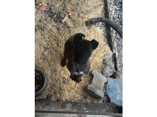 Kömür Karası Maskeli Şahane Bir Yavru