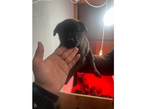 Gerçek Belçika kurdu mevcut 8 Dişi 2 Erkek en üst seviye 