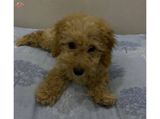 Erkek Maltipoo Evde Tek Kalabilen