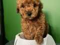1.5 aylık erkek poodle safkan