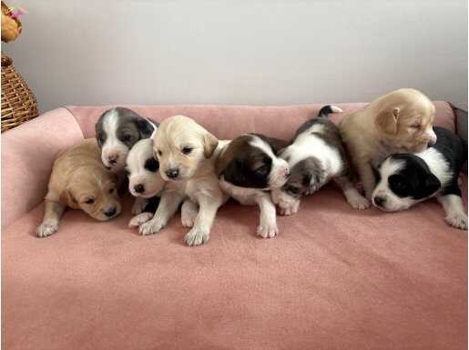 1 aylık oyuncu yavrularımıza yuva arıyoruz