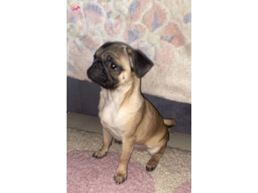 EVE ALIŞIK PUG YAVRUMUZA YUVA ARIYORUZ